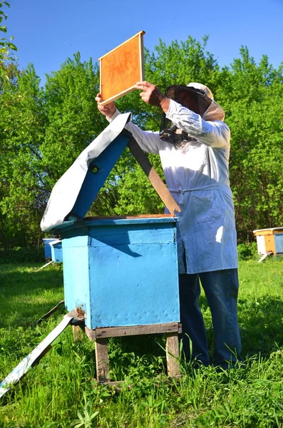 Apicoltore Anziano Esperto Che Lavora Nel Suo Apiario Primavera — Foto Stock