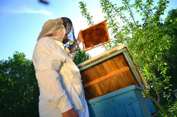 Experienced Senior Beekeeper Working His Apiary Springtime — Stock Photo, Image