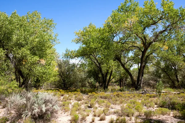 Paisaje Impresionante Escénico Nuevo México —  Fotos de Stock