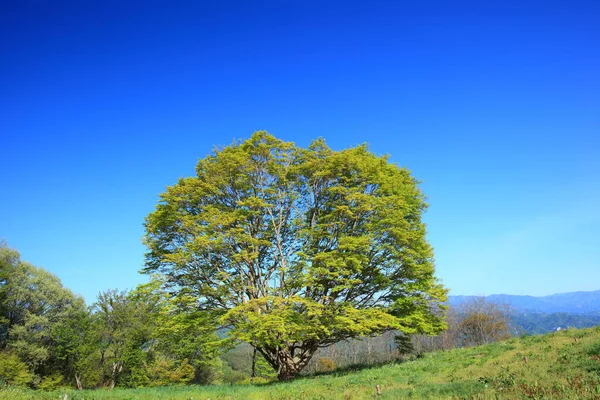 Природная Листва Деревьев Флоры Листьев — стоковое фото