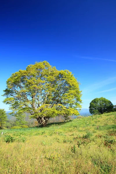 Природная Листва Деревьев Флоры Листьев — стоковое фото