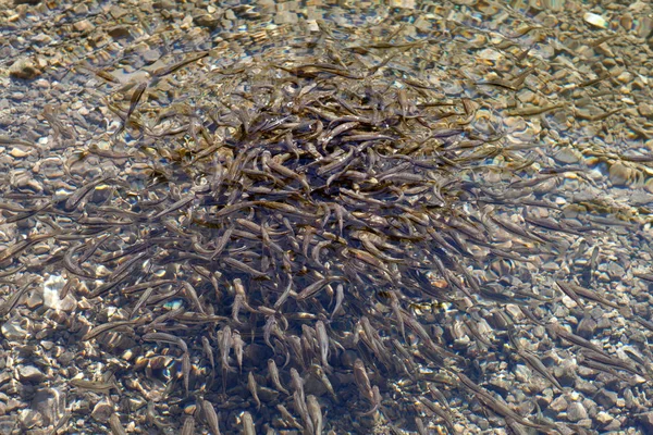 Shoal Montón Peces Lago Krnsko — Foto de Stock