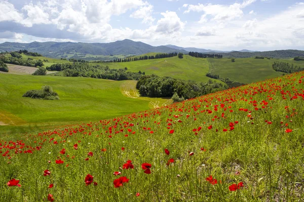 Primavera Toscana Paesaggio Con Papaveri — Foto Stock