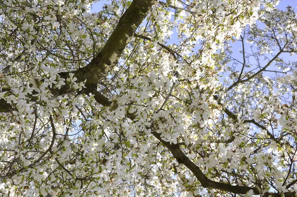 Cherry Tree Blossom Flowers Siring — Stock Photo, Image