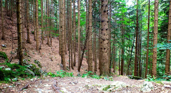 Вид Лес Словенских Юлианских Альпах — стоковое фото