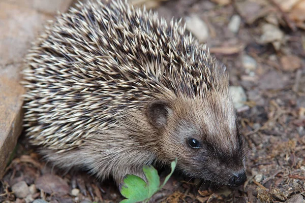 Egelnaalden Stekelig Dier — Stockfoto