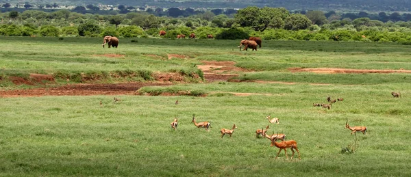 Animais Encapuzados Natureza Savannah Gazelle — Fotografia de Stock