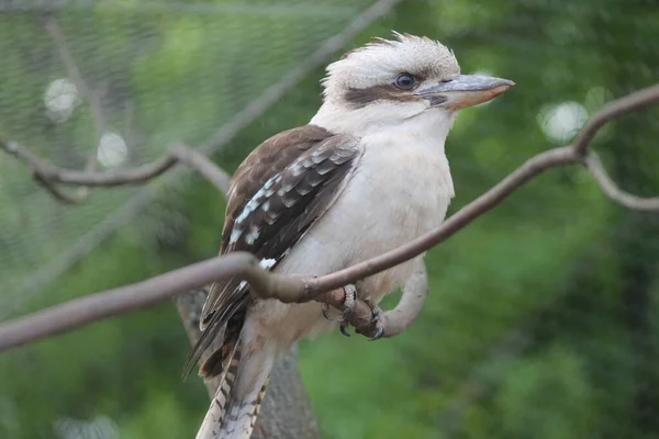 Malerischer Vogelschuss Der Outdoor Szene — Stockfoto