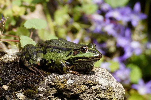 Amphibien Animal Grenouille Reptile — Photo