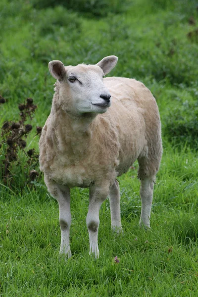 Moutons Dans Pâturage — Photo