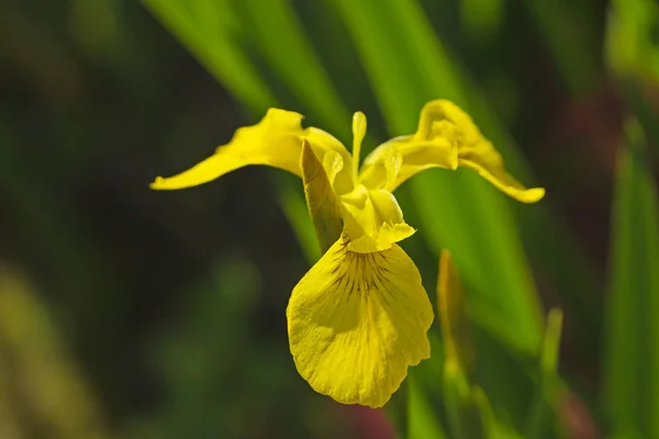 Вигляд Жовту Флагманську Квітку Відкритому Повітрі Iris Pseudacorus — стокове фото