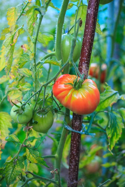 Close Biological Tomatoes Field — Stock Photo, Image