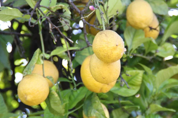 Composition Citrus Fruits Closeup Shot — Stock Photo, Image