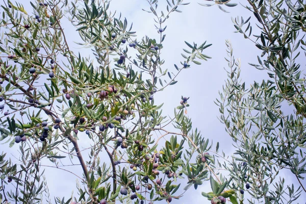 Вид Оливки Врожаю Сицилії — стокове фото