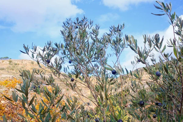 Blick Auf Die Olivenernte Der Sizilianischen Landschaft — Stockfoto