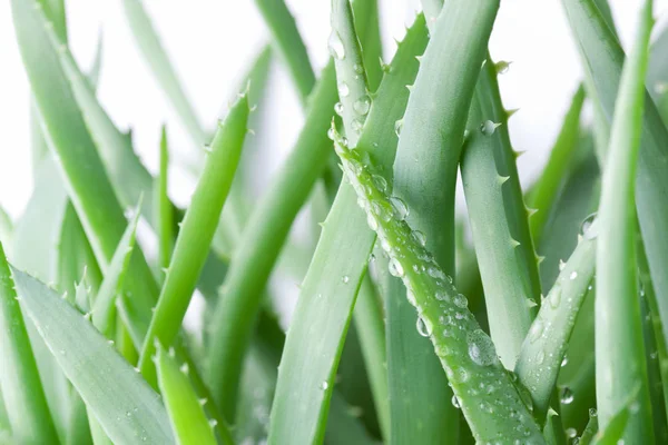 Aloe Vera Verde Folhas Florais — Fotografia de Stock