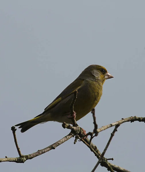 Vue Panoramique Magnifique Oiseau Pinson Mignon — Photo