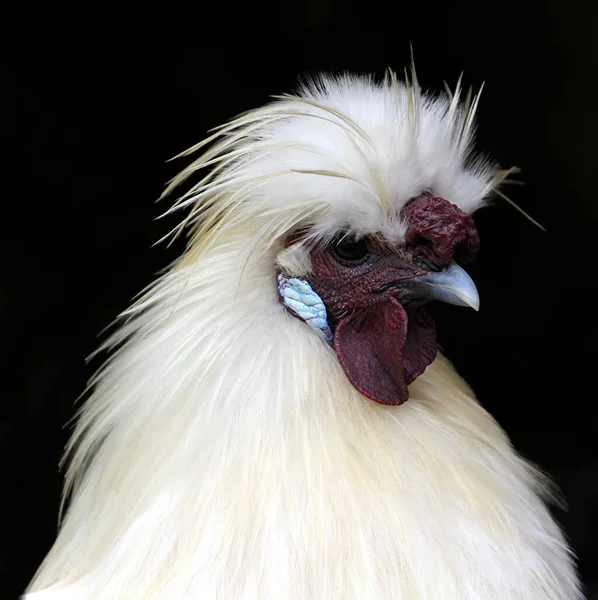 Domestic Poultry Farm — Stock Photo, Image