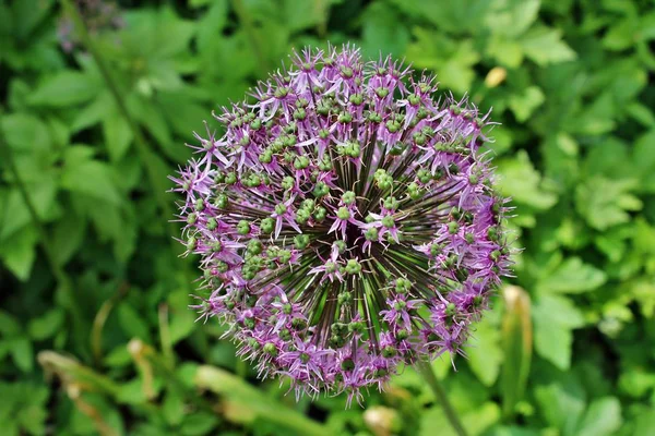 Närbild Blomma Allium — Stockfoto