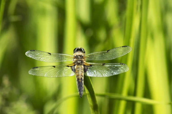 Muška Vážka Hmyz Odonata Fauna — Stock fotografie