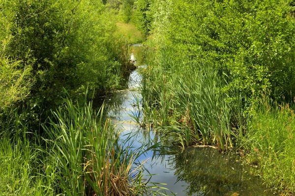小さな川の中に水生植物があり — ストック写真