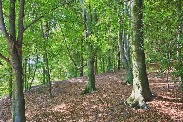 Grand Châtaignier Dans Parc — Photo