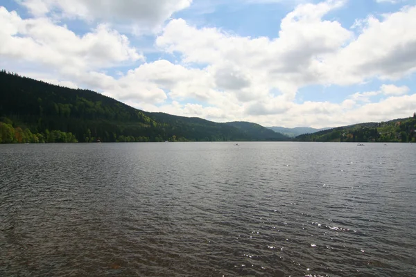 Vue Panoramique Flore Forêt Sauvage — Photo