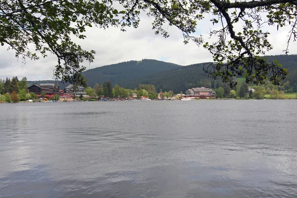 Vue Panoramique Flore Forêt Sauvage — Photo