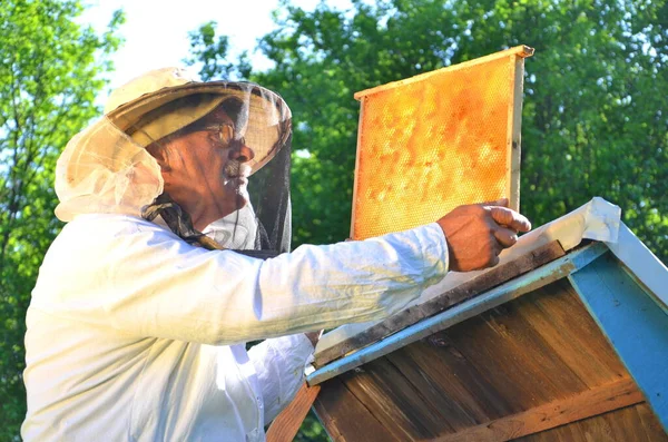 Experienced Senior Beekeeper Working His Apiary Springtime — Stock Photo, Image