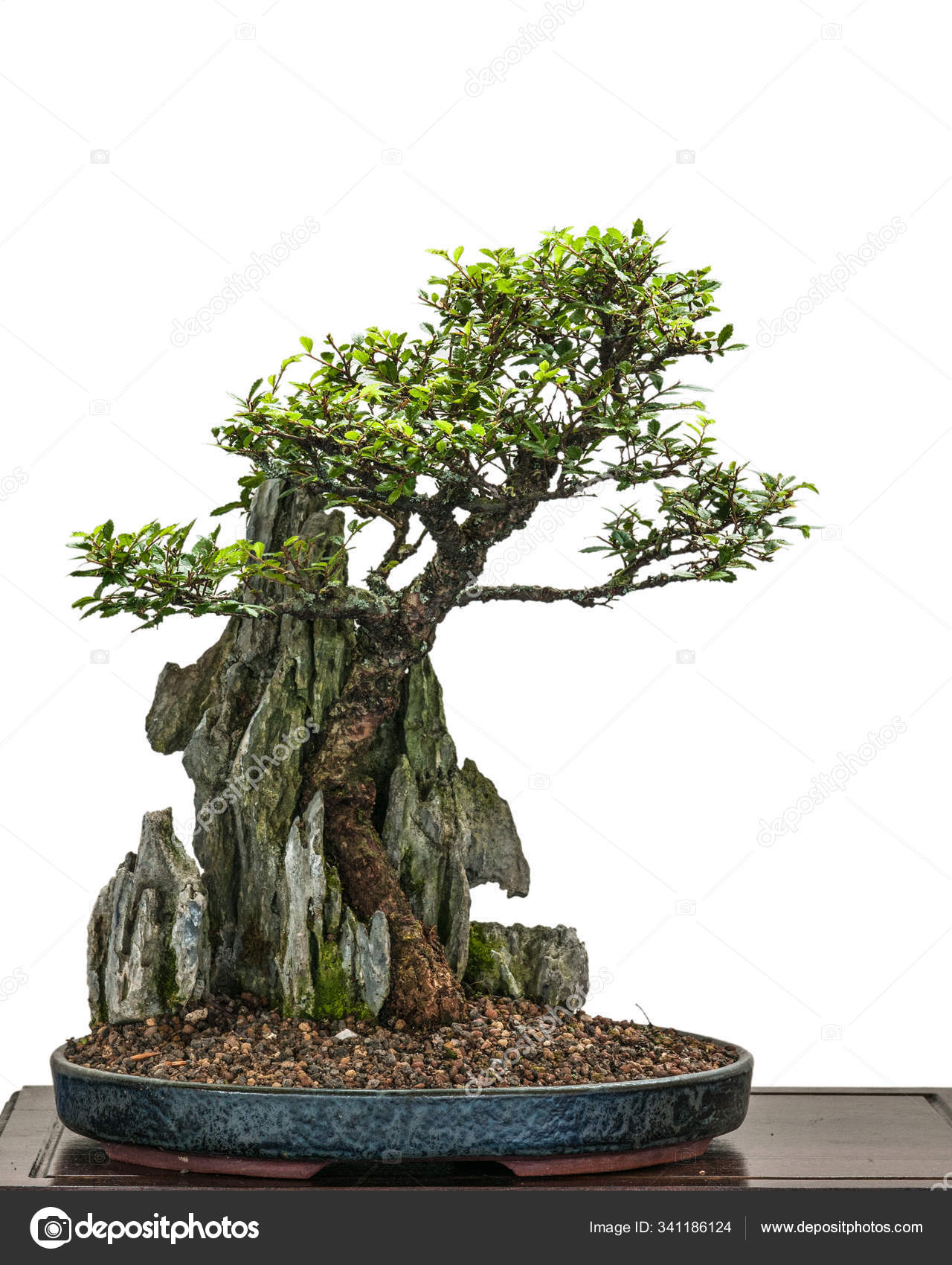 Bonsai Tree Growing Plant Stock Photo by ©PantherMediaSeller 341186124
