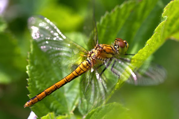 Closeup Macro Vedere Insectă Libelulă — Fotografie, imagine de stoc