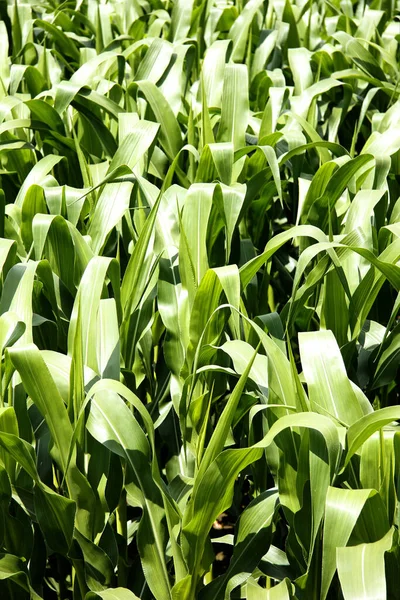 Maispflanzen Als Hintergrund — Stockfoto