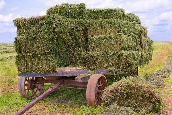 Old Wooden Cart Heavy Iron Wheels Gathers Bales Fresh Green — Stock Photo, Image