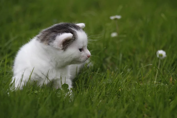 Katzenbaby Gras — Stockfoto