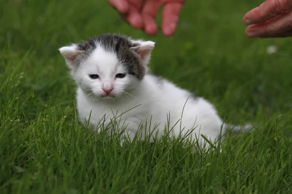 Коти Дитина Траві — стокове фото