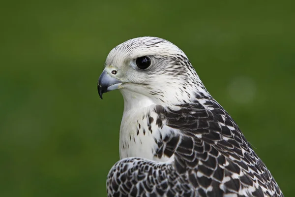 Aussichtsreicher Blick Auf Den Schönen Falken Der Natur — Stockfoto