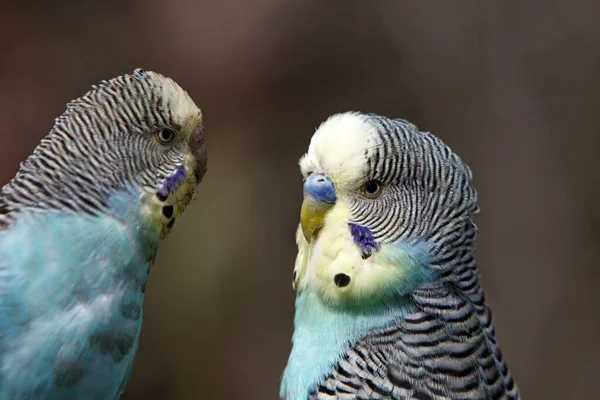 Vista Cênica Papagaios Budgerigar Coloridos — Fotografia de Stock