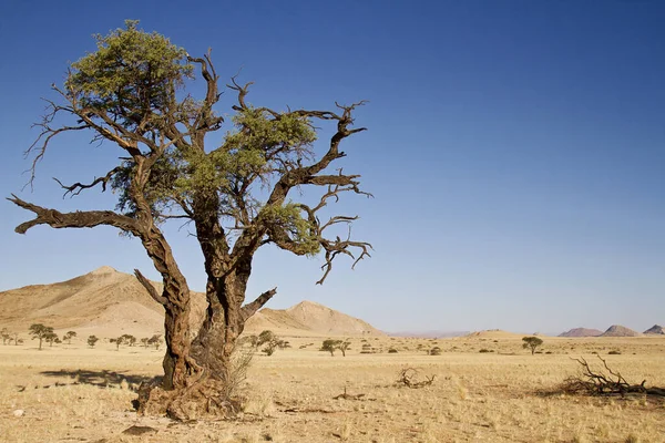 Veduta Del Paesaggio Desertico Namibia — Foto Stock