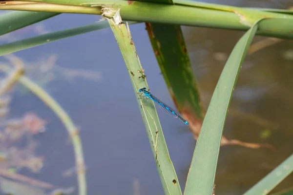 Closeup Macro View Dragonfly Insect — Stock Photo, Image