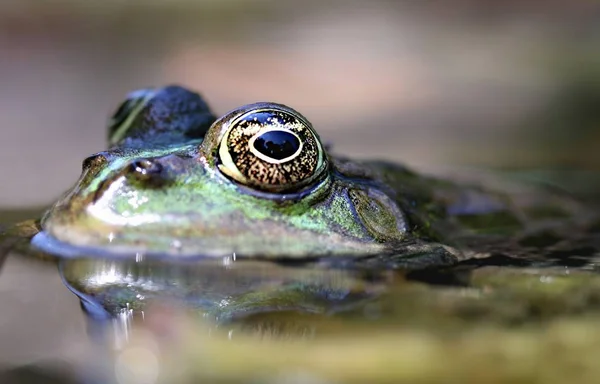 時計の沼のカエル — ストック写真