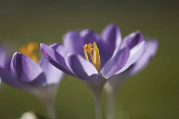 Crocus Crocus Çiçekleri Bahar Çiçekleri — Stok fotoğraf