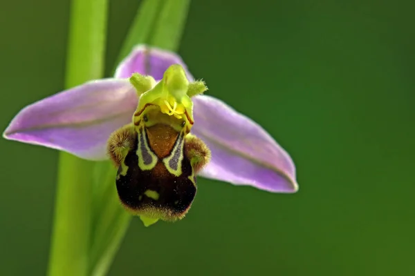 Scénique Belle Fleur Colorée Orchidée — Photo
