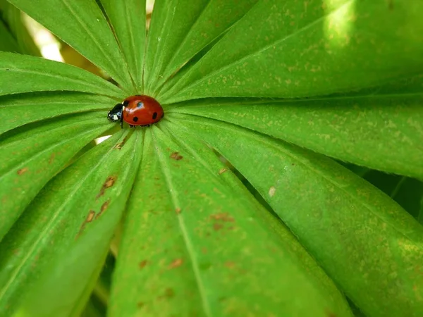 Vista Cerca Lindo Insecto Mariquita —  Fotos de Stock