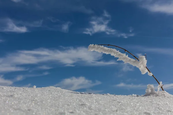 Biała Mewa Latająca Śniegu — Zdjęcie stockowe