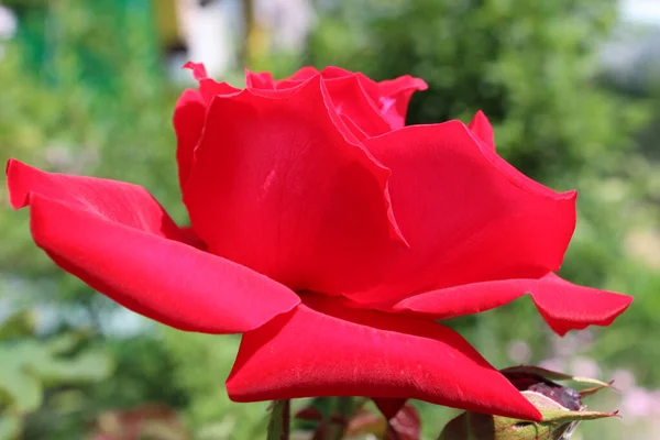 Lähikuva Punaisesta Kukasta — kuvapankkivalokuva