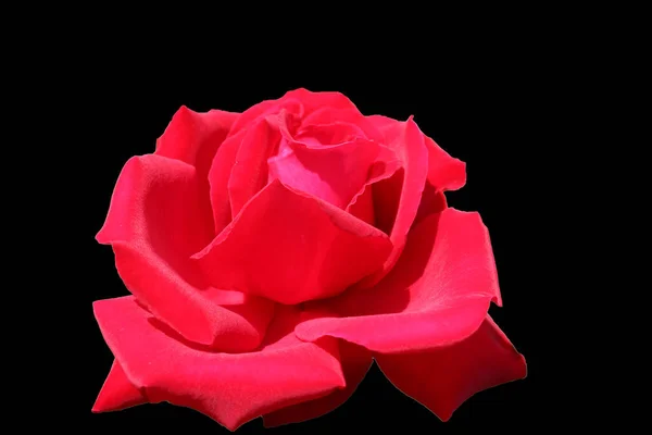 Close Image Red Flower White Background — Stock Photo, Image