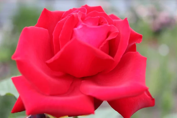 Rosa Rossa Fiore Natura — Foto Stock