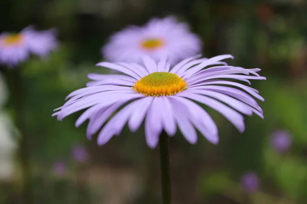 Vacker Lila Blomma Natur — Stockfoto