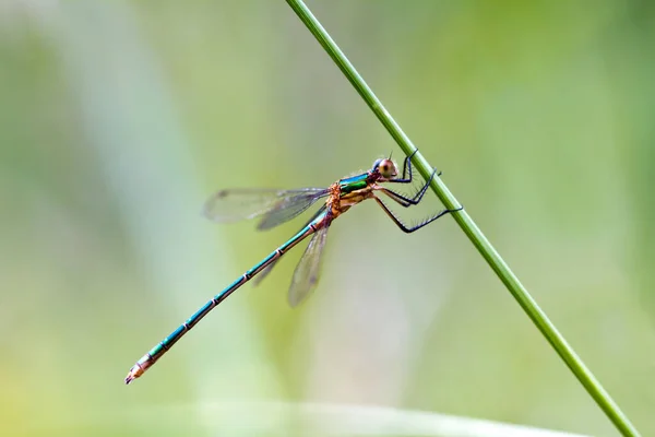 Primo Piano Macro Vista Insetti Libellula — Foto Stock