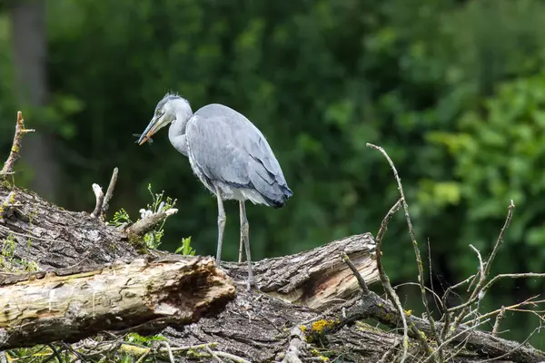 Jóvenes Grandes Garzas Azules Pie Sobre Tronco Árbol Nyoung Gris — Foto de Stock